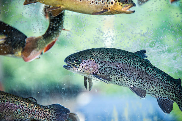 Fazenda pesca de truta arco iris em Campos do Jordão São Paulo