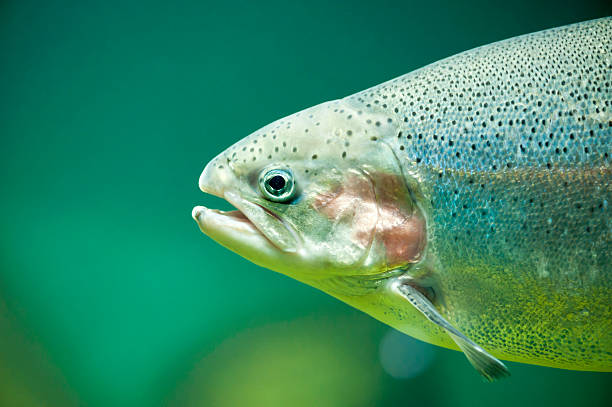 Fazenda pesca de truta arco iris em Campos do Jordão São Paulo
